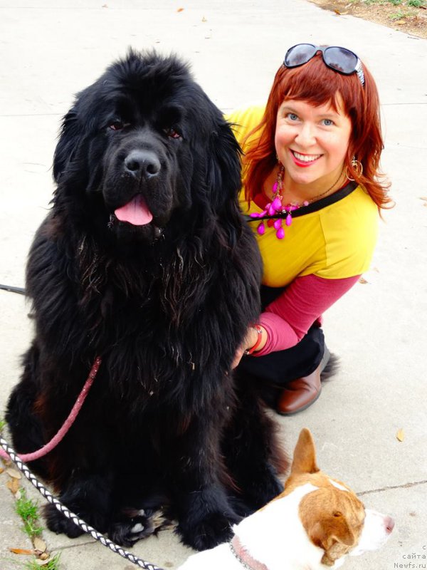 Фото: ньюфаундленд Piternyuf Interactive (Питерньюф Интерактиве)