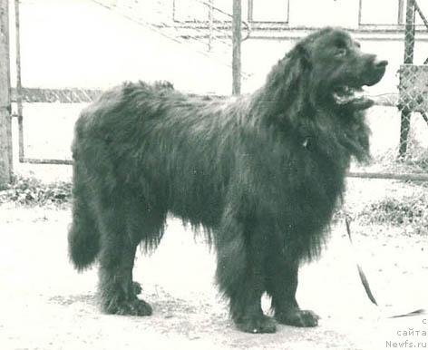 Фото: ньюфаундленд YUsi Vellington (Юси Веллингтон)