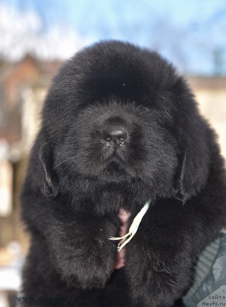 Фотография № 204210