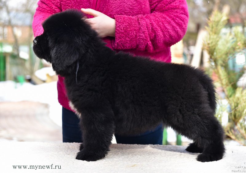 Фотография № 204213