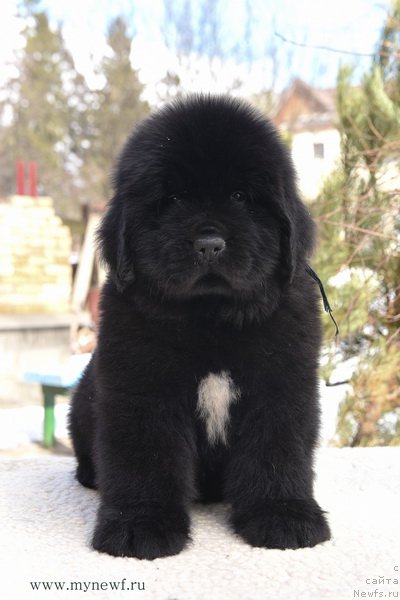 Фотография № 204214