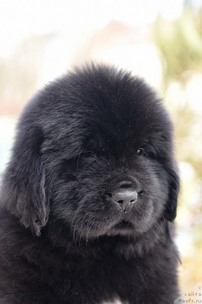 Фотография № 204215