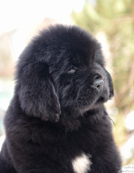 Фотография № 204217