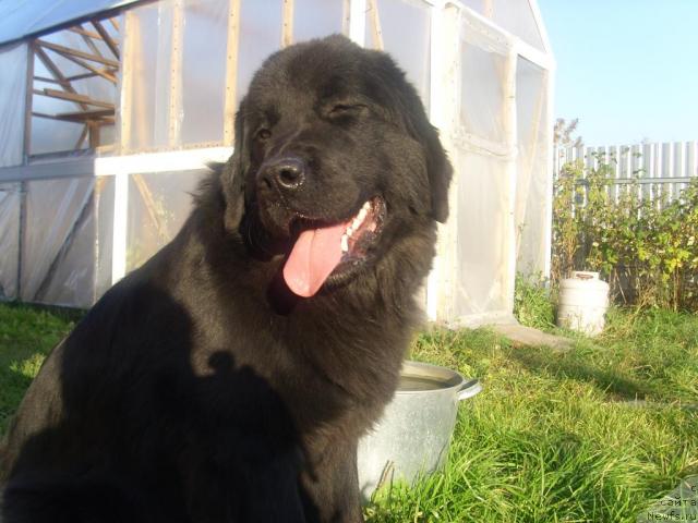 Фото: ньюфаундленд Sent Djons Mulen Ruj (Сент Джонс Мулен Руж)