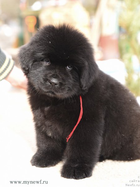 Фотография № 204227