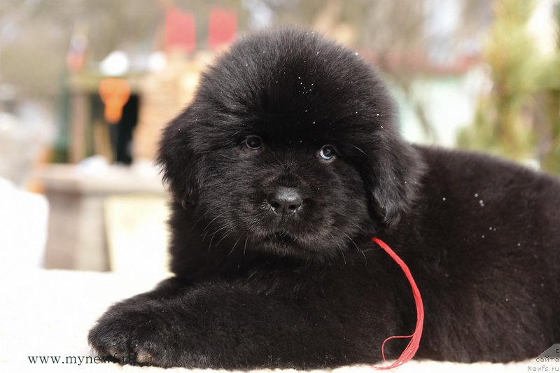 Фотография № 204228