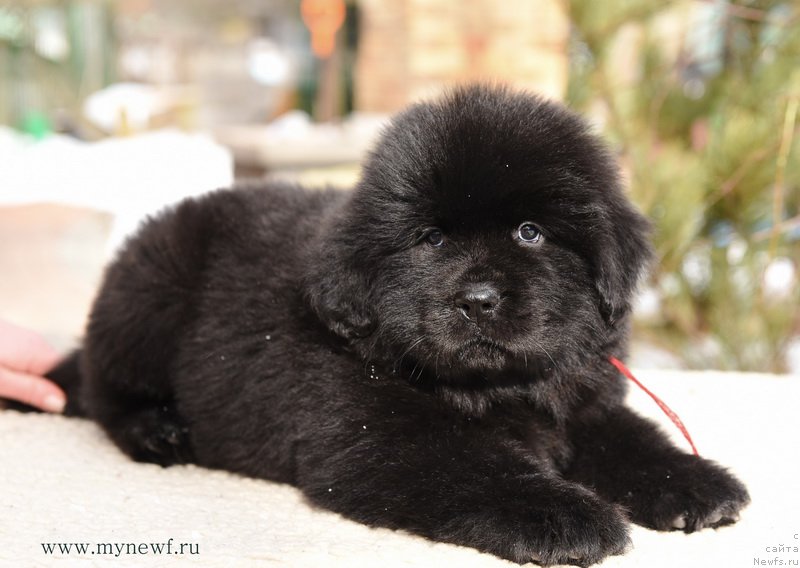 Фотография № 204229