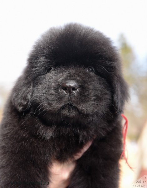 Фотография № 204231