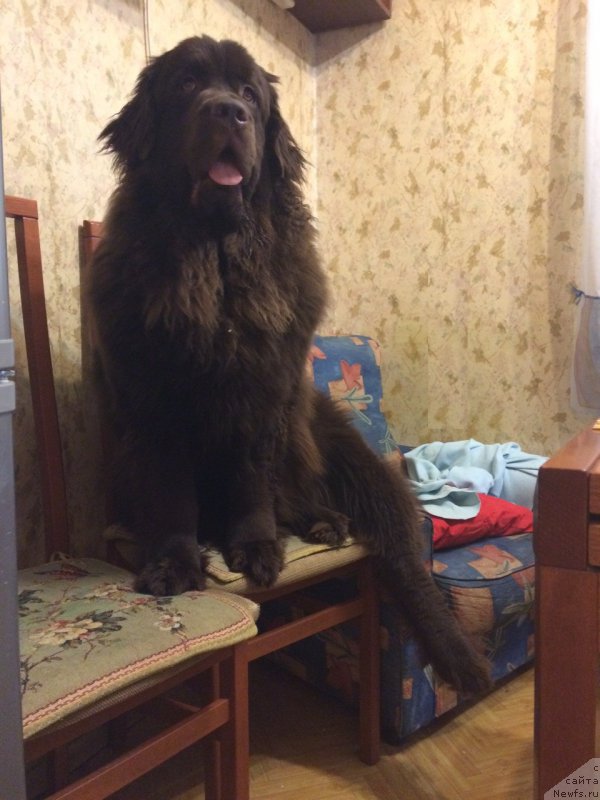 Фото: ньюфаундленд Brownblood MSK Zhanara Haya (Браунблад МСК Жанара Хайя)