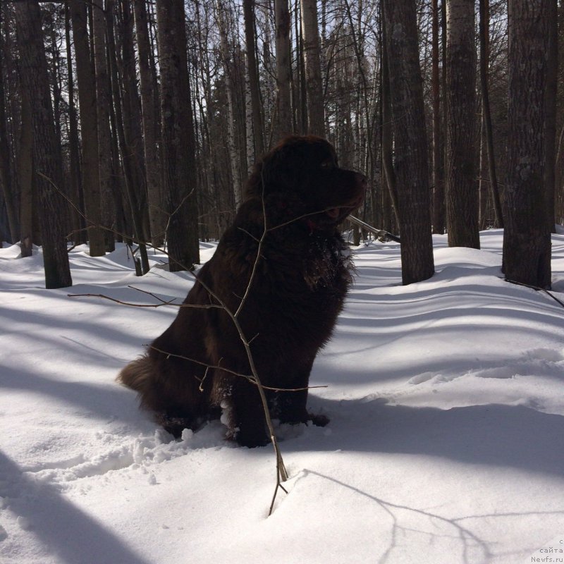 Фотография № 204248