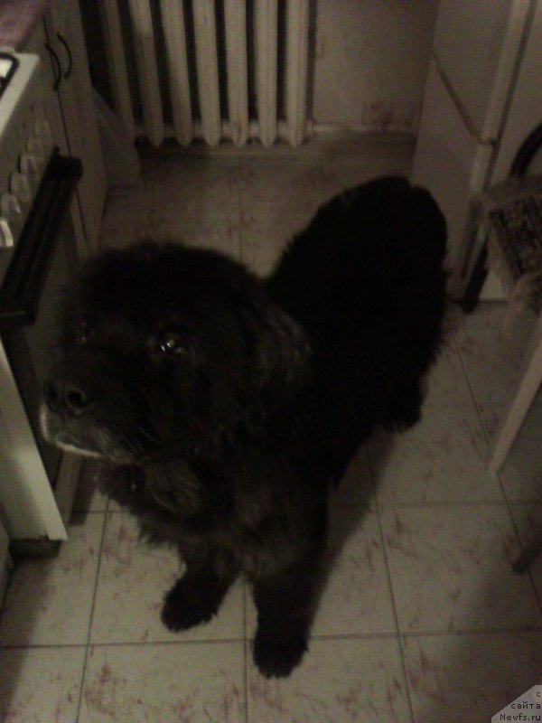 Фото: ньюфаундленд B'orn (Бьорн)