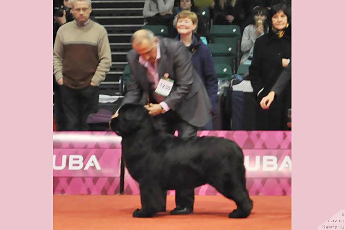 Фото: ньюфаундленд Chudo Choice Zvezdnyj Dar s Berega Dona (Чудо Чойс Звездного Дара с Берега Дона)