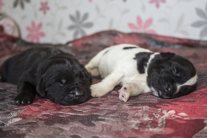 Фото: ньюфаундленд Callistos Blitzen