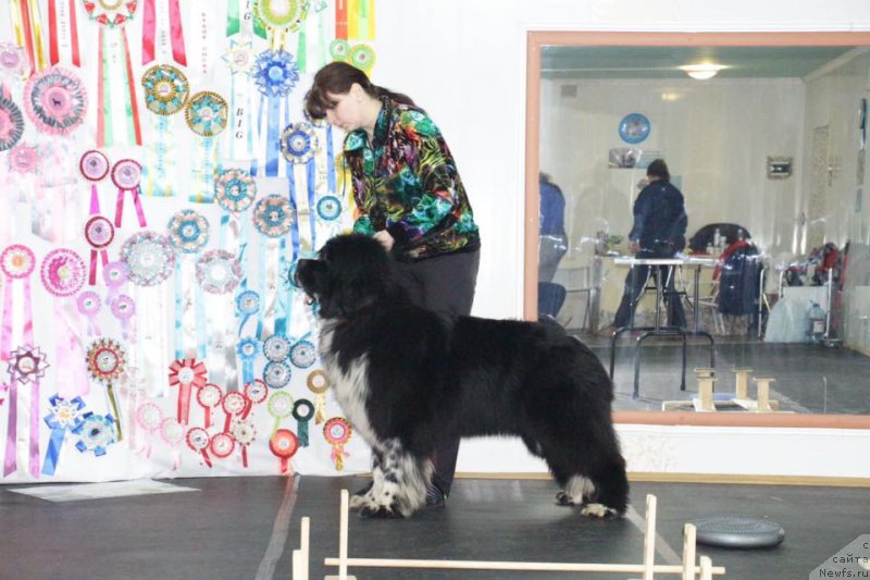 Фото: ньюфаундленд Everiya ot Sibirskogo Medvedya (Еверия от Сибирского Медведя), Aleksandra Providoshina (Александра Провидошина)