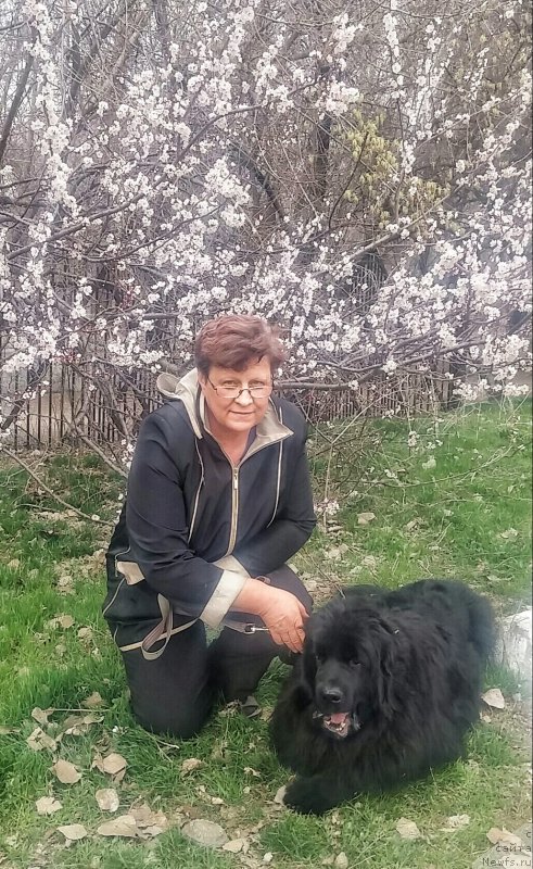 Фото: ньюфаундленд N'yufort Divnaya Diana (Ньюфорт Дивная Диана), ньюфаундленд N'yufort Divnaya Diana (Ньюфорт Дивная Диана)