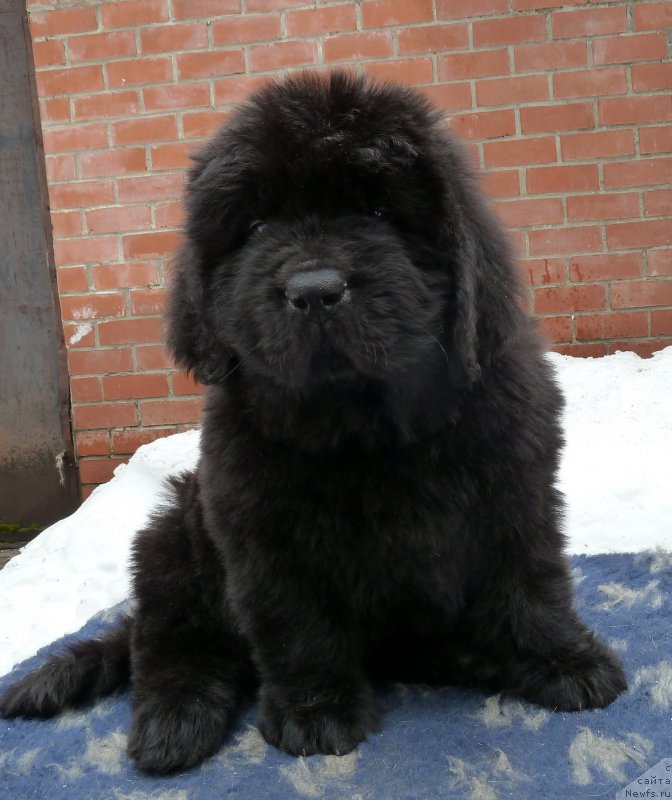 Фото: ньюфаундленд Super Premium Han (Супер Премиум Хан)