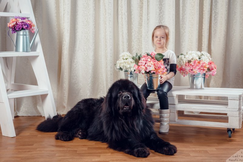 Фото: ньюфаундленд Exclusive Connection Dark Angel Vitalrose (Эксклюзив Коннэкшен Дарк Энджел Витал Роуз)