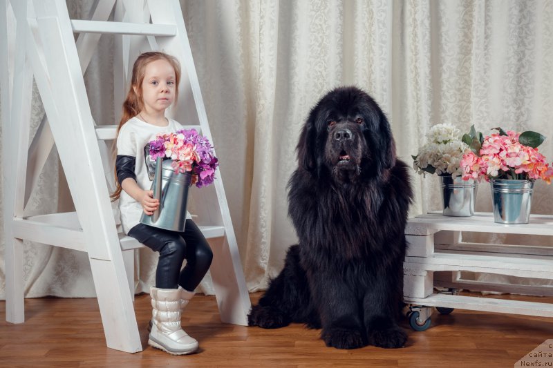 Фото: ньюфаундленд Exclusive Connection Dark Angel Vitalrose (Эксклюзив Коннэкшен Дарк Энджел Витал Роуз)