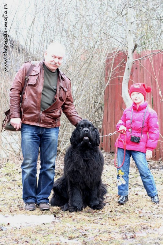 Фото: ньюфаундленд Chernaya Mafia Must Have (Черная Мафия Муст Хаве)