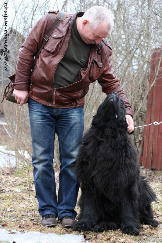 Фото: ньюфаундленд Chernaya Mafia Must Have (Черная Мафия Муст Хаве)