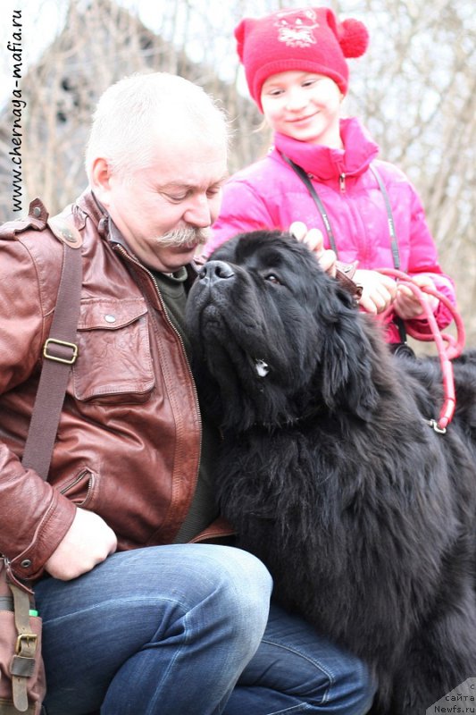 Фото: ньюфаундленд Chernaya Mafia Must Have (Черная Мафия Муст Хаве)