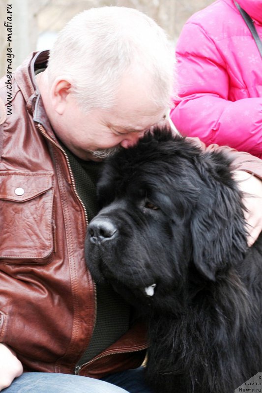 Фото: ньюфаундленд Chernaya Mafia Must Have (Черная Мафия Муст Хаве)