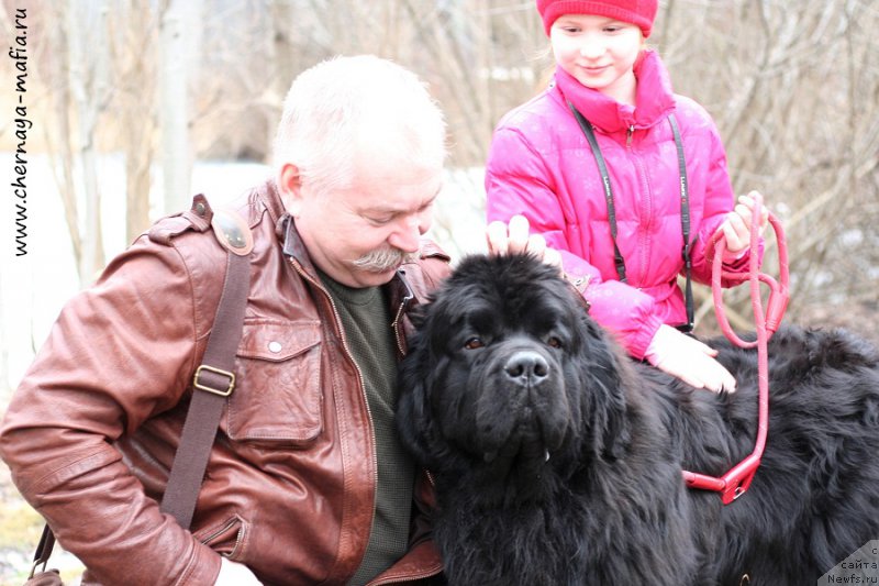 Фото: ньюфаундленд Chernaya Mafia Must Have (Черная Мафия Муст Хаве)