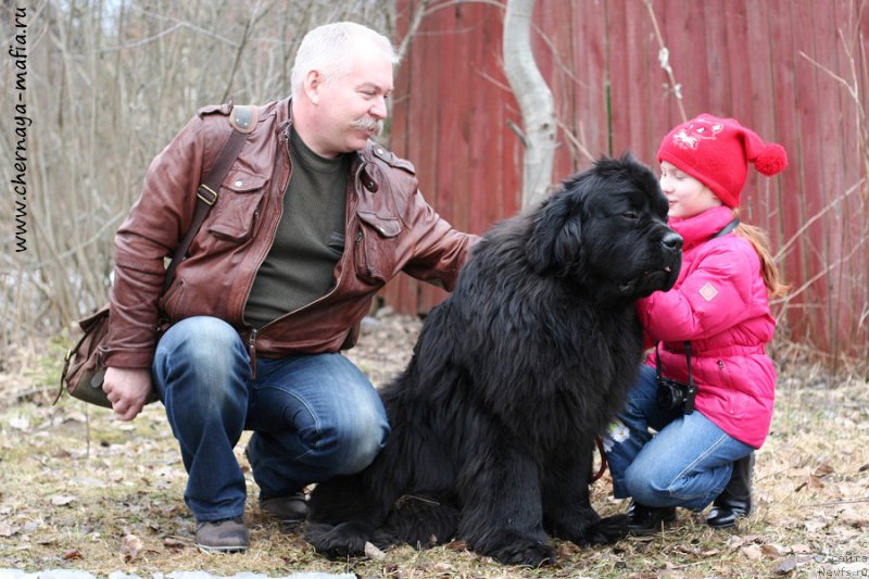 Фото: ньюфаундленд Chernaya Mafia Must Have (Черная Мафия Муст Хаве)