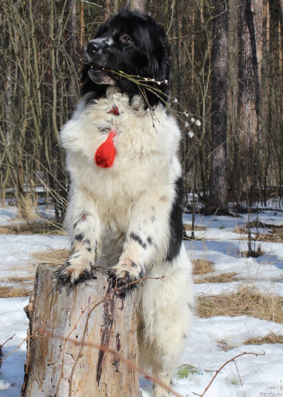 Фотография № 204289