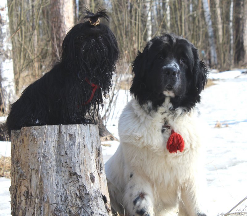 Фото: ньюфаундленд Sent Djons Isida (Сент Джонс Исида)