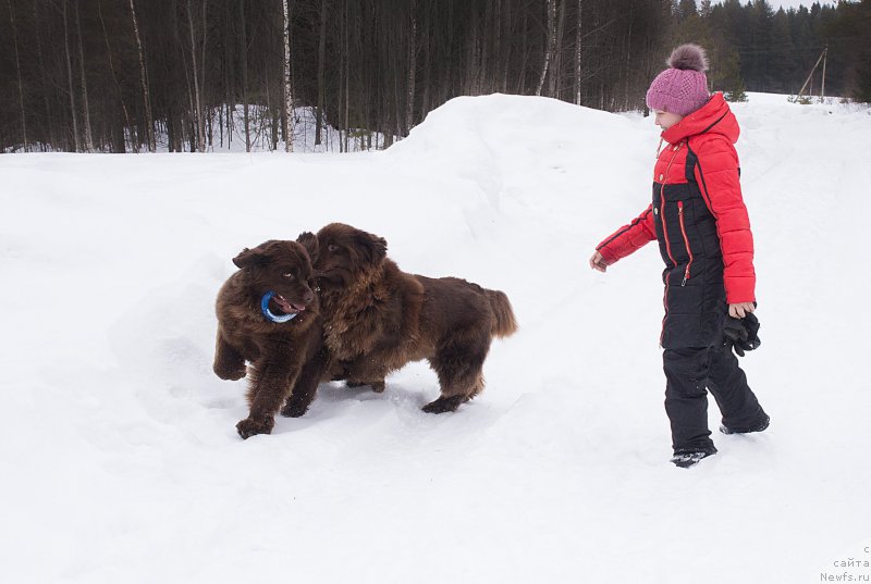 Фото: ньюфаундленд Naomi Tagoliri for Brouwnblood (Наоми Таголири фор Браунблад), ньюфаундленд Sverkayuzhaya Gora Mashame (Сверкающая Гора Машаме)
