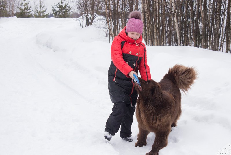 Фото: ньюфаундленд Naomi Tagoliri for Brouwnblood (Наоми Таголири фор Браунблад)