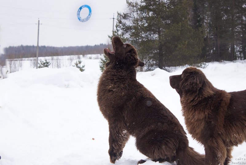 Фото: ньюфаундленд Naomi Tagoliri for Brouwnblood (Наоми Таголири фор Браунблад), ньюфаундленд Sverkayuzhaya Gora Mashame (Сверкающая Гора Машаме)