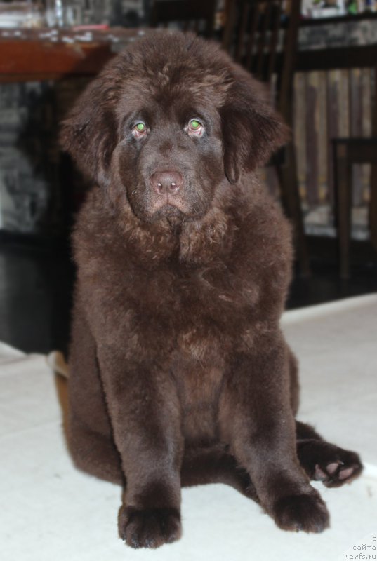 Фото: ньюфаундленд Braunblad MSK Stella Sofi (Браунблад МСК Стелла Софи)