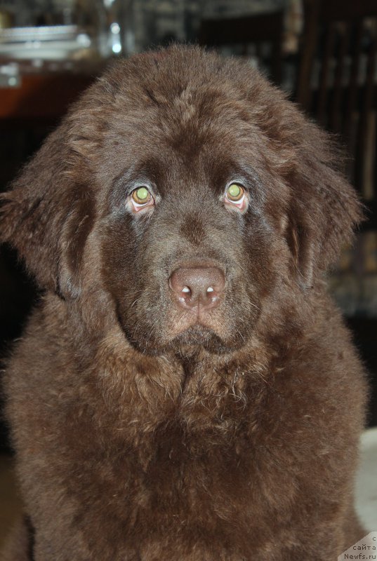 Фото: ньюфаундленд Braunblad MSK Stella Sofi (Браунблад МСК Стелла Софи)