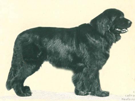 Фото: ньюфаундленд YUstaner Zuzanna (Юстанер Зузанна)