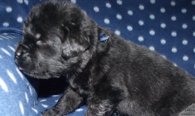 Фото: ньюфаундленд Grand Byebi Ariadna (Гранд Бэби Ариадна), ньюфаундленд Super Bizon Liliman (Супер Бизон Лилимэн)