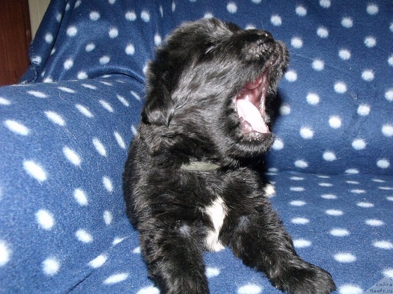 Фото: ньюфаундленд Grand Byebi Ariadna (Гранд Бэби Ариадна), ньюфаундленд Super Bizon Liliman (Супер Бизон Лилимэн)