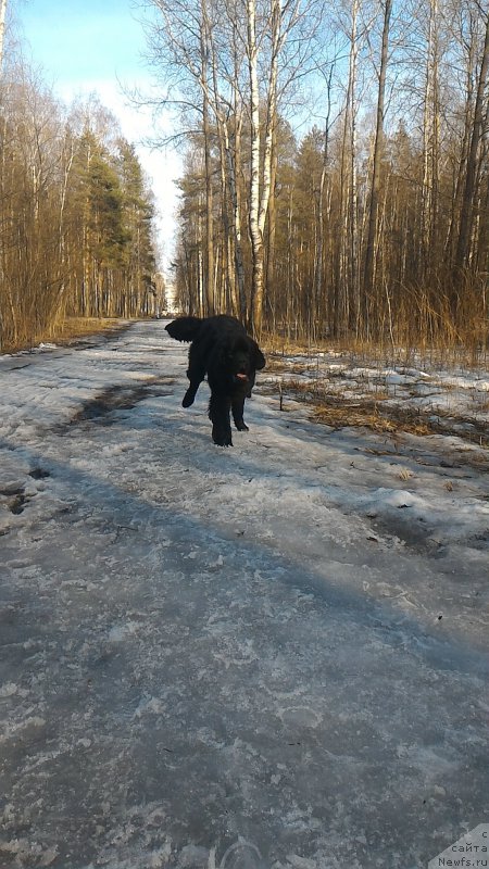 Фото: ньюфаундленд Belkonder-Club Burgundy Ice (Белкондер-Клаб Бургунди Айс)