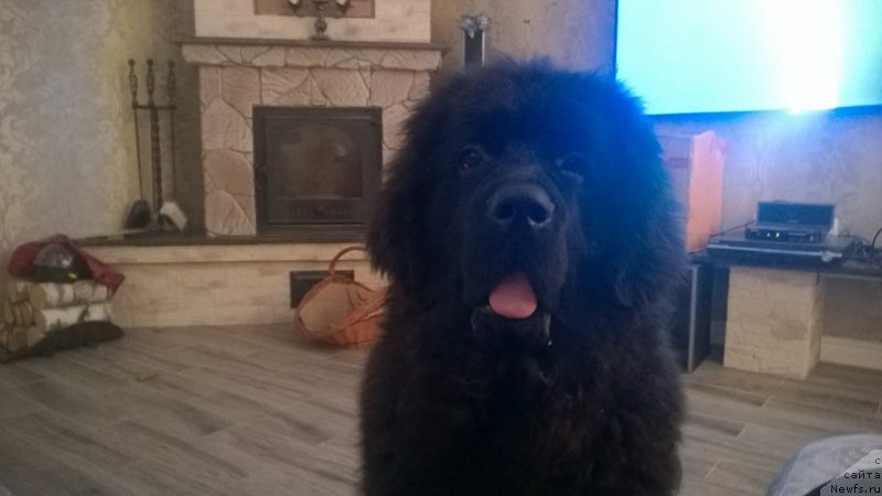 Фотография № 204328