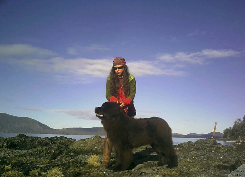 Фото: ньюфаундленд Chernaya Mafia Аngel Among Us (Черная Мафия Ангел Амонг Ус)