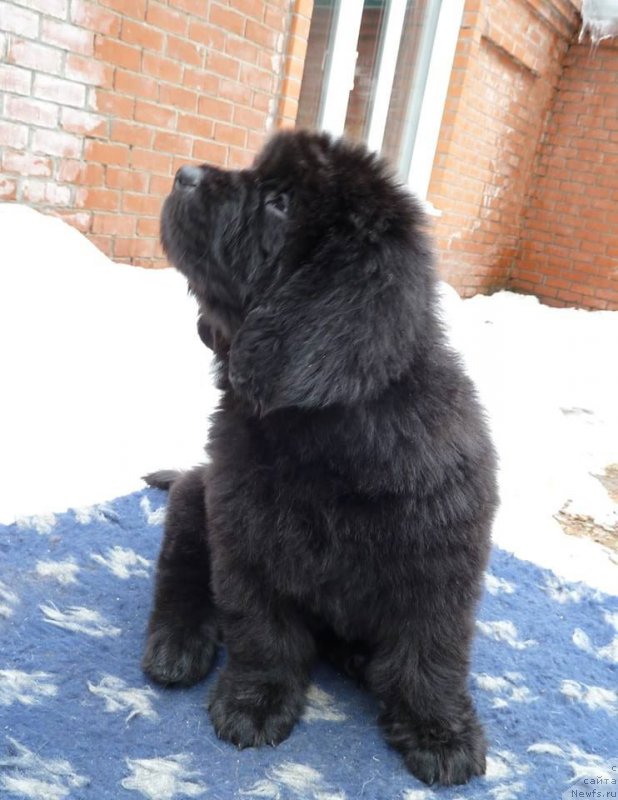 Фотография № 204335