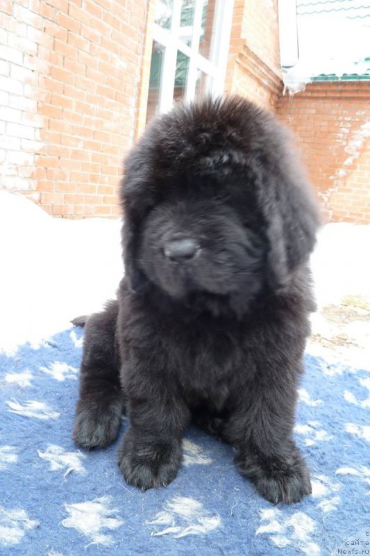 Фото: ньюфаундленд Super Premium Han (Супер Премиум Хан)