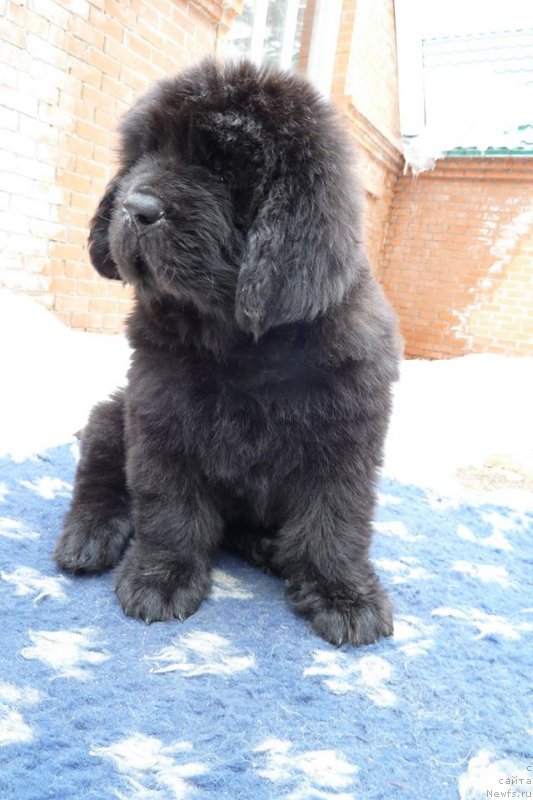 Фото: ньюфаундленд Super Premium Han (Супер Премиум Хан)