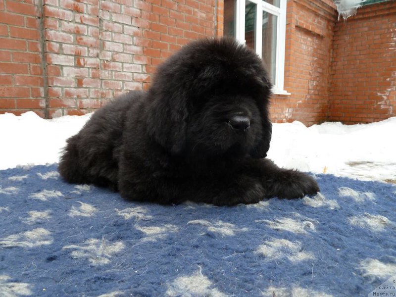 Фотография № 204338