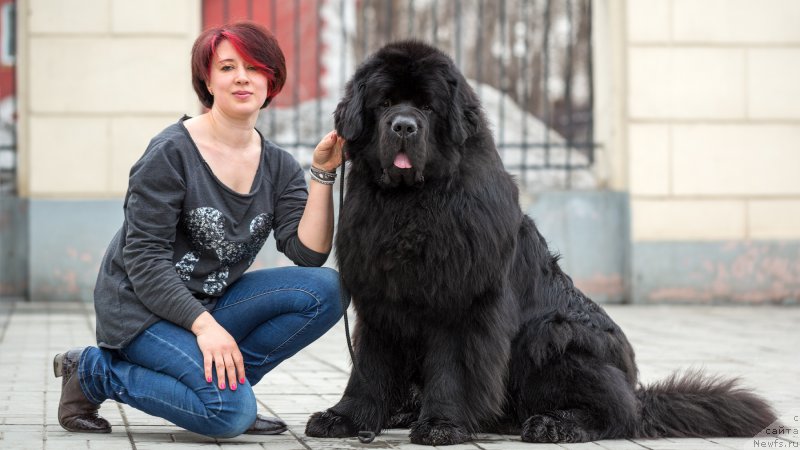 Фото: ньюфаундленд J'aime Leventarrier iz Volotova