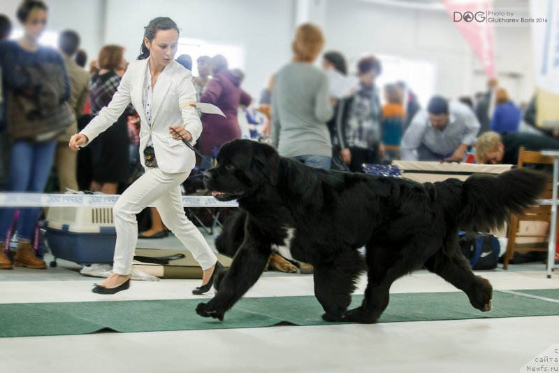 Фото: ньюфаундленд Beguschaya po Volnam Сhart Topper (Бегущая по Волнам Чарт Топпер)