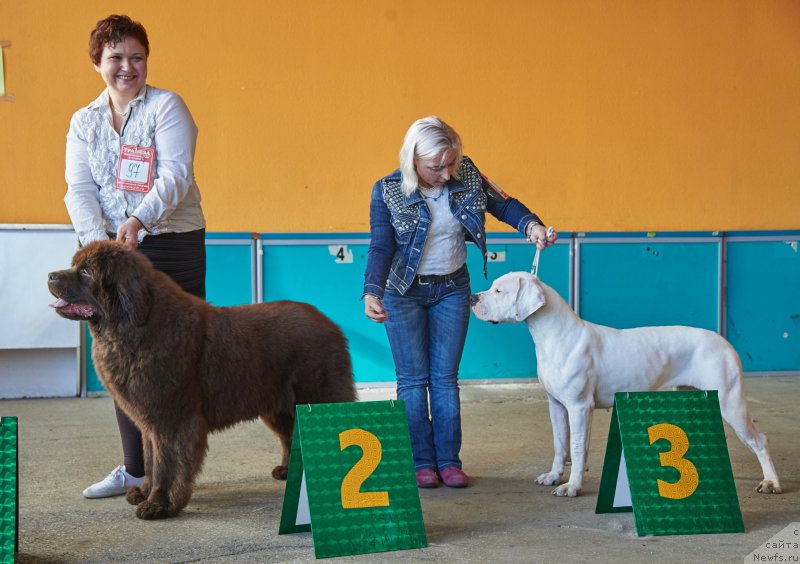 Фото: ньюфаундленд Eseniya s Berega Dona (Есения с Берега Дона)