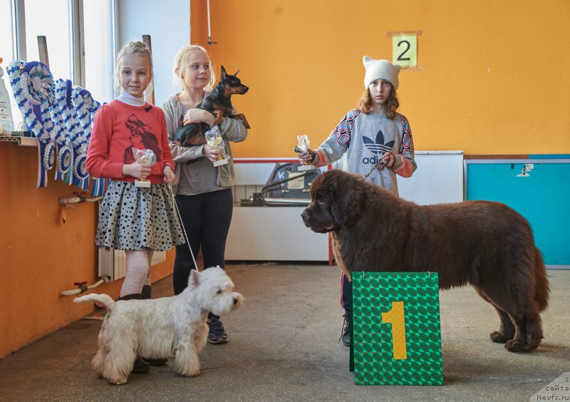 Фото: ньюфаундленд Eseniya s Berega Dona (Есения с Берега Дона)