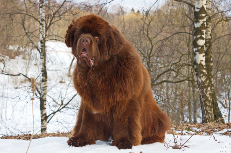 Фото: ньюфаундленд Esaul s Berega Dona (Есаул с Берега Дона)
